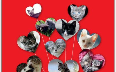 Kattenliefde 10 online